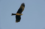 black kite