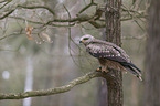 sitting Black Kite