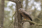 sitting Black Kite