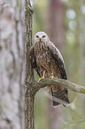 sitting Black Kite