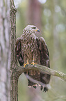 sitting Black Kite