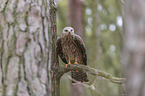 sitting Black Kite