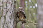 sitting Black Kite