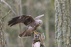 sitting Black Kite