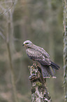 sitting Black Kite