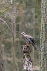 sitting Black Kite