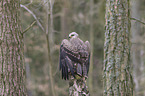 sitting Black Kite