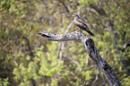 sitting Black Kite