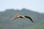 flying Black Kite