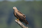 Black Kite