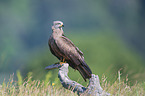 Black Kite