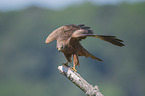 Black Kite