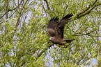 Black Kite