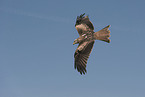 black kite