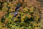 black kite