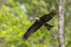 black kite
