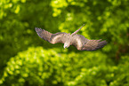 black kite