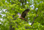 black kite