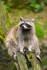 northern raccoon