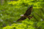 black kite