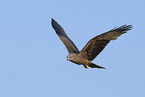 black kite