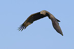 black kite