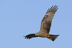 black kite