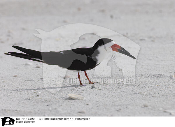 Amerikanischer Scherenschnabel / black skimmer / FF-13290