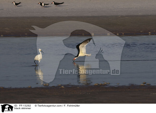 Amerikanischer Scherenschnabel / black skimmer / FF-13292