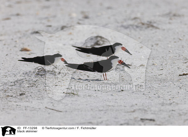 Amerikanischer Scherenschnabel / black skimmer / FF-13298