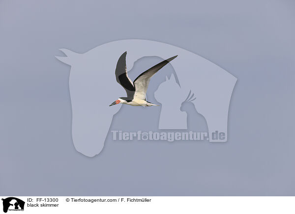 black skimmer / FF-13300