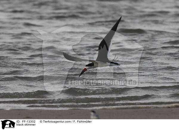 Amerikanischer Scherenschnabel / black skimmer / FF-13302