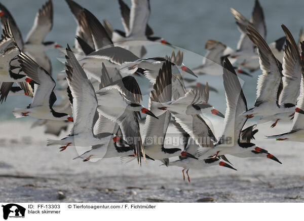 Amerikanischer Scherenschnabel / black skimmer / FF-13303