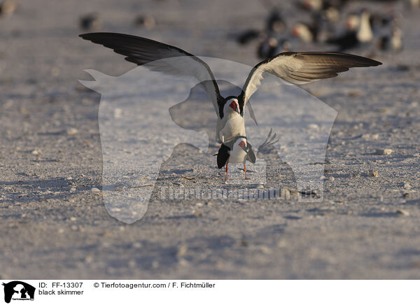 Amerikanischer Scherenschnabel / black skimmer / FF-13307