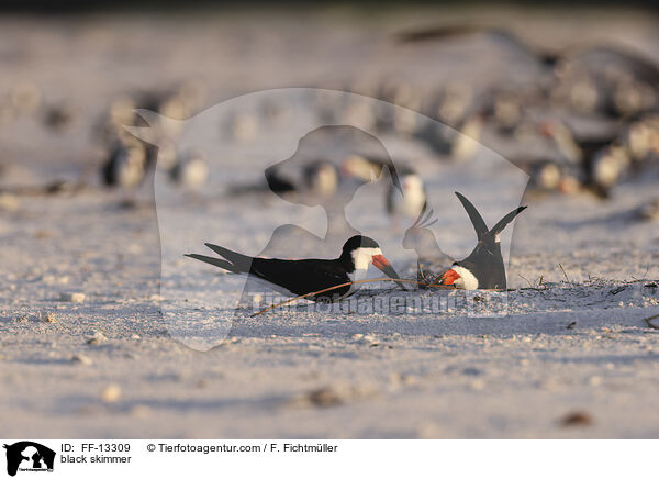 Amerikanischer Scherenschnabel / black skimmer / FF-13309