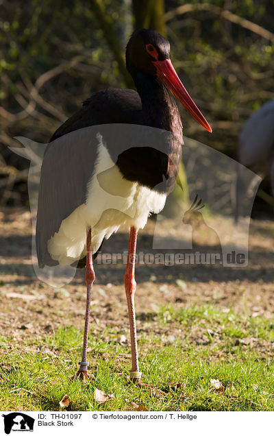 Black Stork / TH-01097