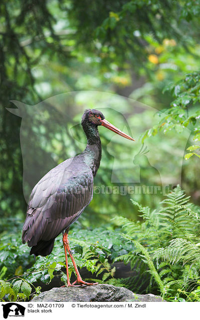 black stork / MAZ-01709