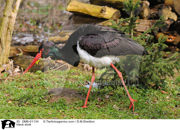 Schwarzstorch / black stork / DMS-01134