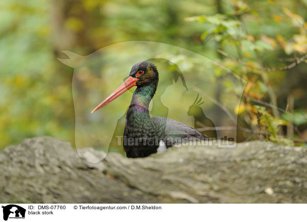Schwarzstorch / black stork / DMS-07760
