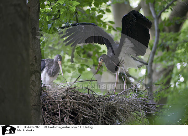 Schwarzstrche / black storks / THA-05797
