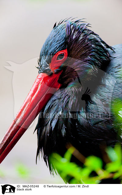 Schwarzstorch / black stork / MAZ-05248