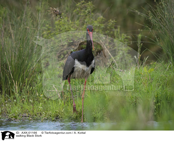 laufender Schwarzstorch / walking Black Stork / AXK-01166