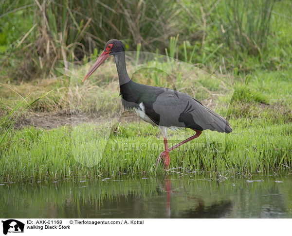 walking Black Stork / AXK-01168