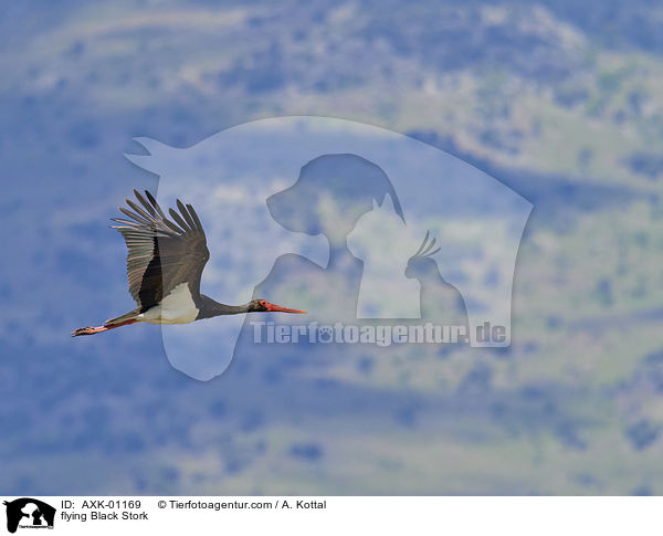 fliegender Schwarzstorch / flying Black Stork / AXK-01169