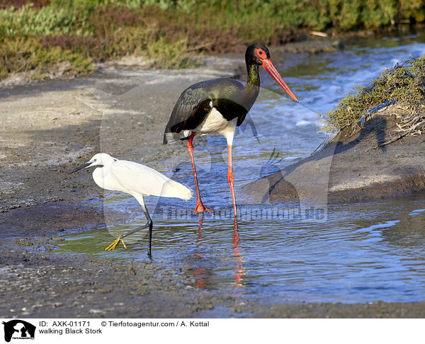 laufender Schwarzstorch / walking Black Stork / AXK-01171