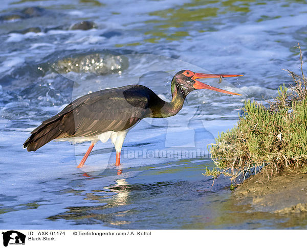 Schwarzstorch / Black Stork / AXK-01174