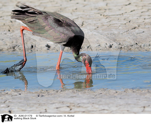 laufender Schwarzstorch / walking Black Stork / AXK-01179