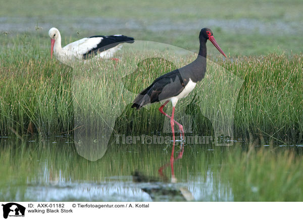 laufender Schwarzstorch / walking Black Stork / AXK-01182
