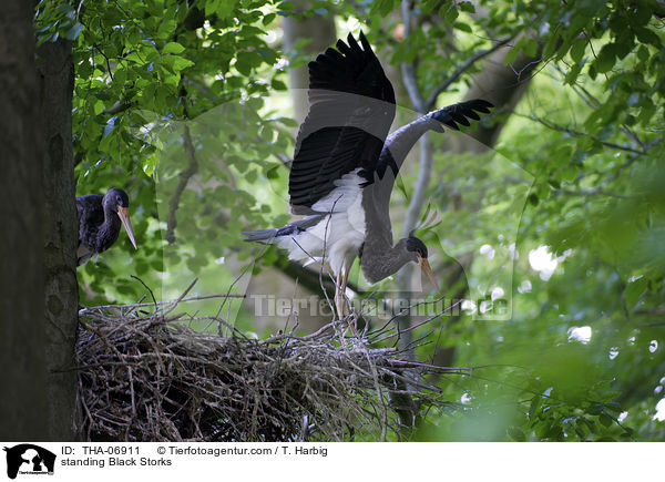 stehende Schwarzstrche / standing Black Storks / THA-06911
