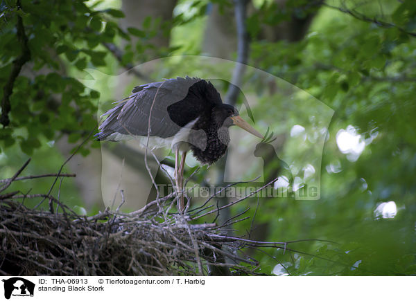 stehender Schwarzstorch / standing Black Stork / THA-06913